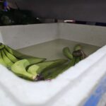 Pěnový polystyren (EPS) jako klíčový materiál čisté průmyslové dohody pro konkurenceschopnou a cirkulární Evropu Polystyrenová krabice (EPS) s banány skladovanými ve vodě