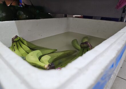 Polystyrenové obaly, obaly z pěnového polystyrenu (EPS) Polystyrenová krabice (EPS) s banány skladovanými ve vodě