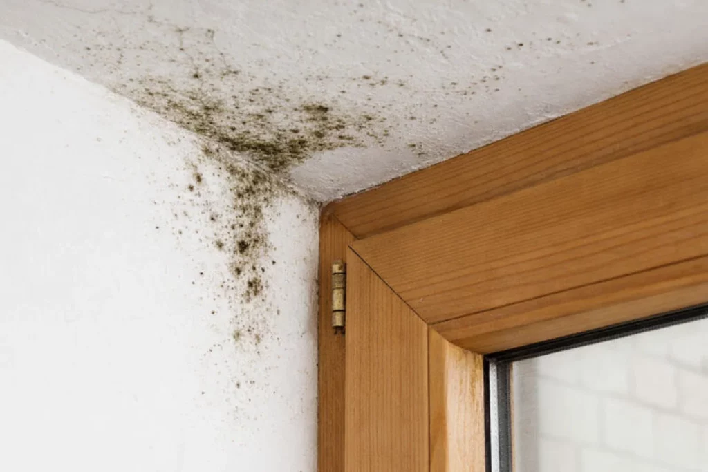 Jaký je vliv polystyrenu na vznik plísní v budově?