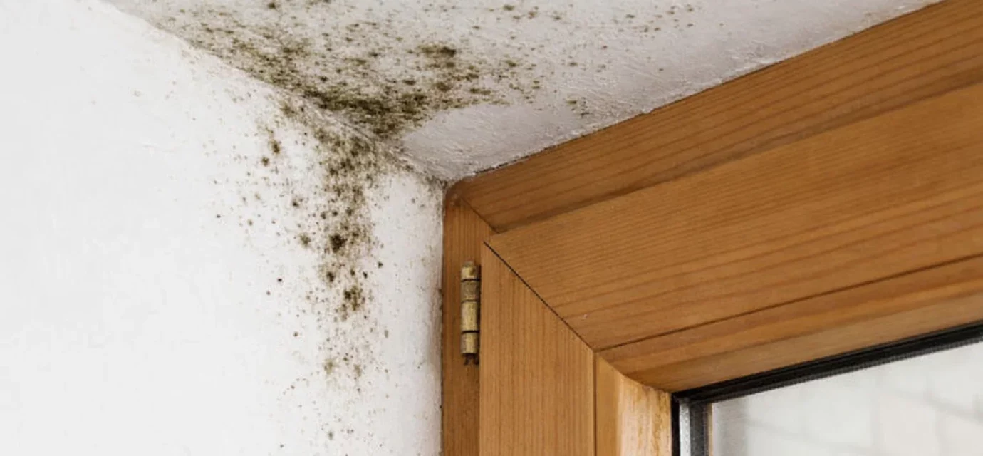 Jaký je vliv polystyrenu na vznik plísní v budově?