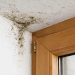 Jaký je vliv polystyrenu na vznik plísní v budově?